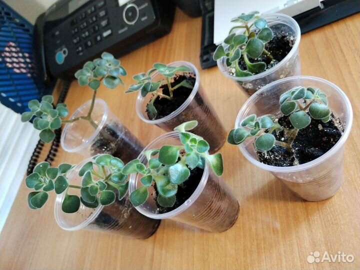 Аихризон дерево любви