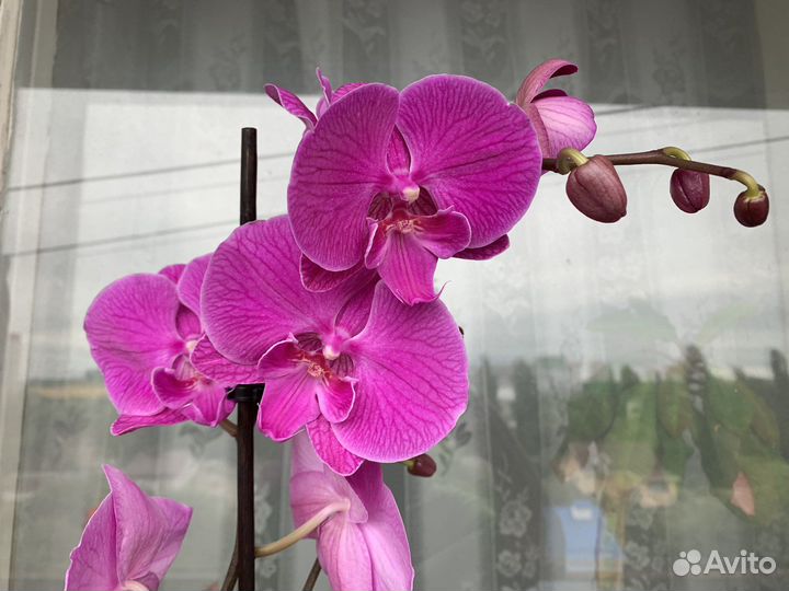 Орхидея фаленопсис биг лип