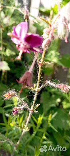 Многолетние цветы