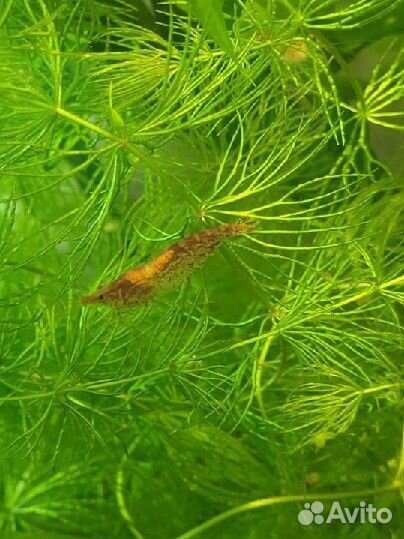 Аквариумное растение