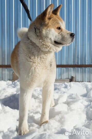 Американская акита