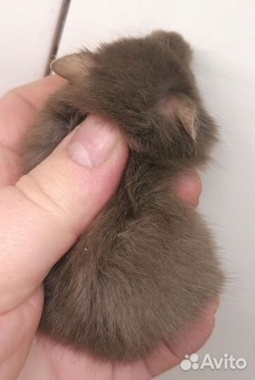 Хомяк сирийский шоколадного окраса. Не кусаются