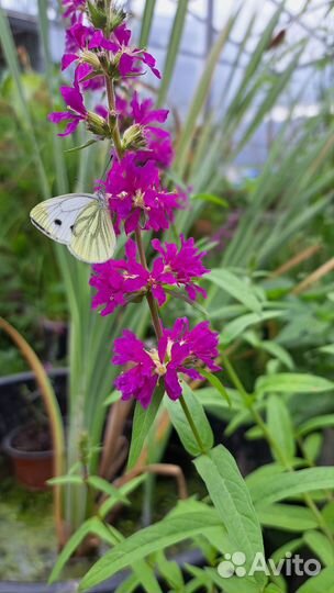 Дербенник Lady Sackville