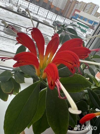 Эсхинантус Бугенвиллея Псевдэрантемум Диффенбахия