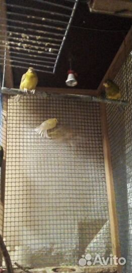 Канарейки 3 самца 2 самки с клеткой