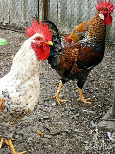 Молодые петухи