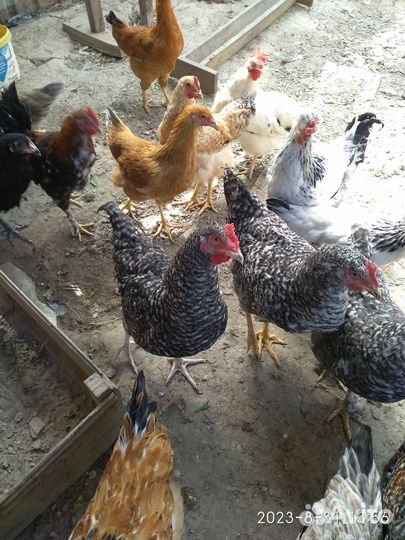 Молодые петушки