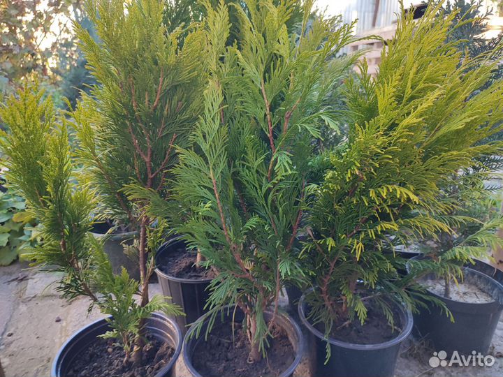 Туя голден смарагд