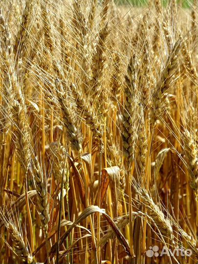 Зерно ячмень