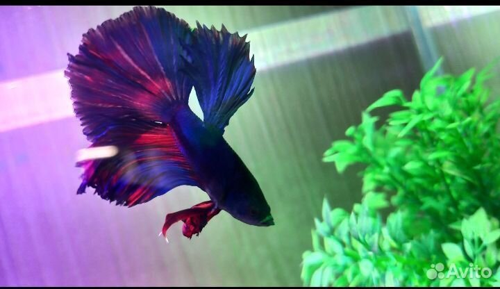 Аквариум с рыбкой петушок