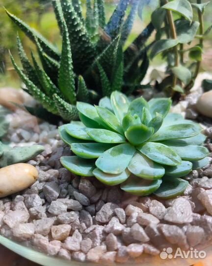 Флорариум с суккулентами-микс