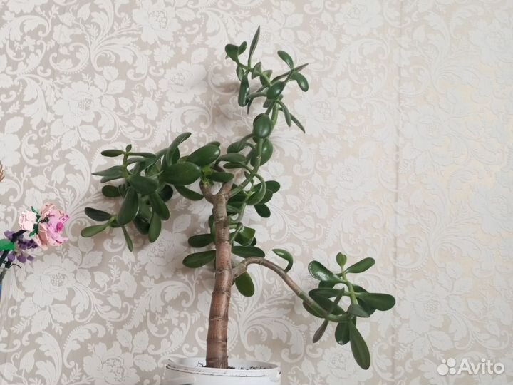 Денежное дерево (толстянка)