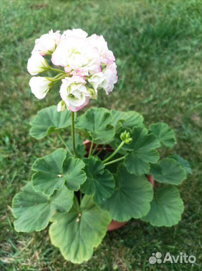 Пеларгония герань сортовая