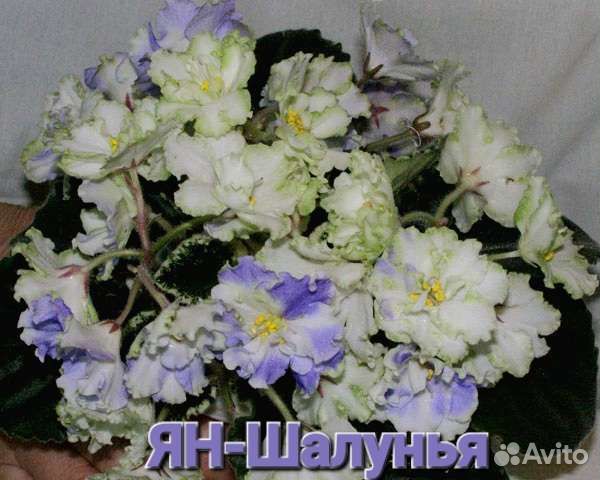 Фиалки Сортовые