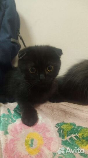 Шотландские вислоухие котята