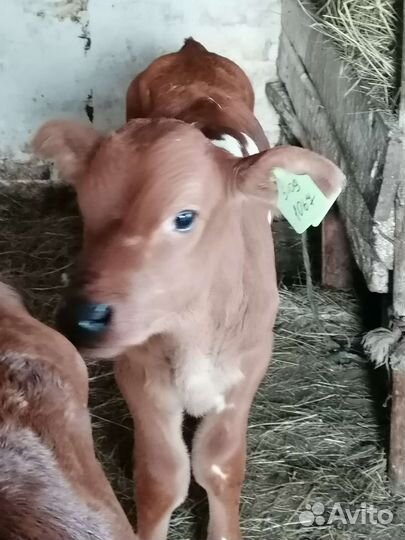 Телята бычки