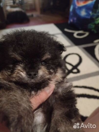 Померанский шпиц