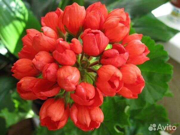 Пеларгония герань