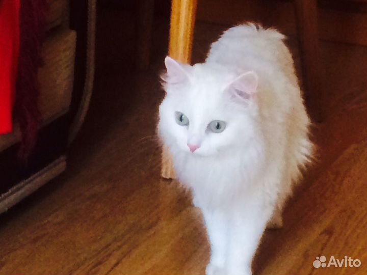 Квартирная Передержка кошек и котов