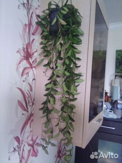 Фикус шривериана кустистый и хойя росита