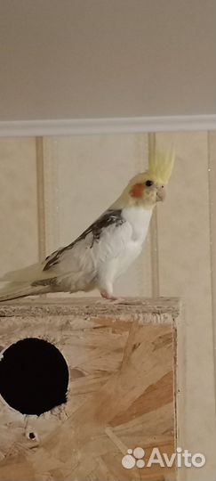 Попугай корелла птенец