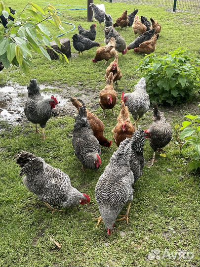 Молодые петухи