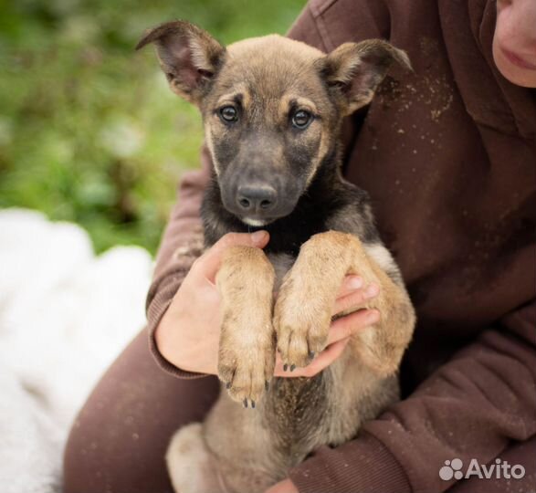 Собаки бесплатно в добрые руки