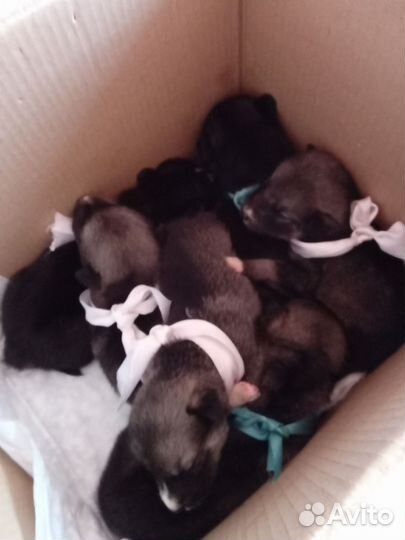 Щенки хаски