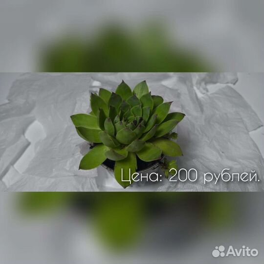 Суккуленты Молодило, Каменная роза