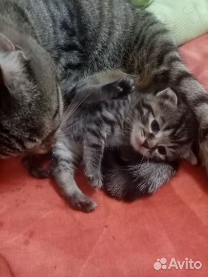 Котенок в добрые руки