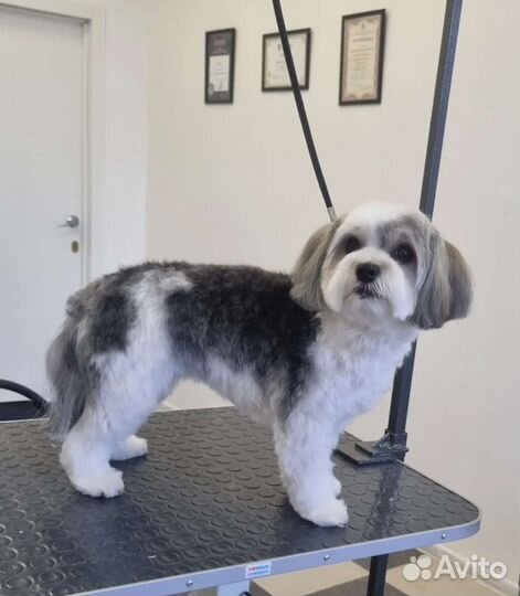 Грумминг, стрижка собак средних и мелких пород