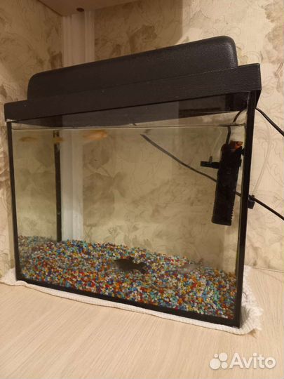 Аквариум с рыбками