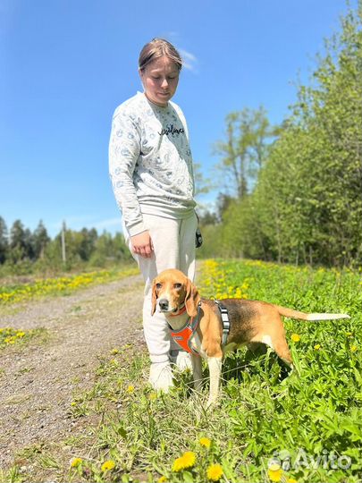 Собака эстонская гончая девочка