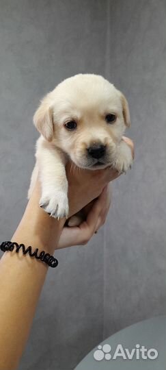Щенки лабрадора