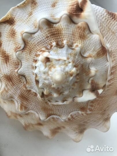 Ракушка морская большая