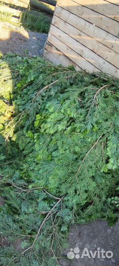 Масло пихтовое 0.5 л