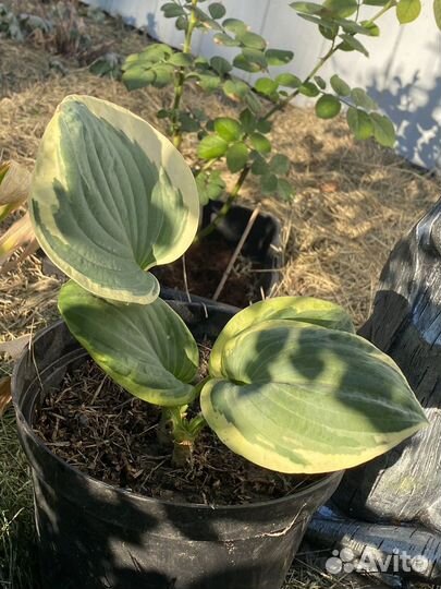 Зелёная хоста с жёлтой каймой