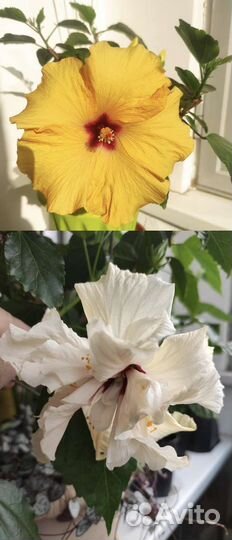 Сортовые гибискусы жёлтый и белый