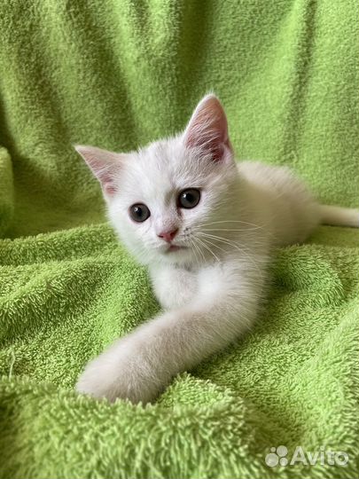 Шотландский котенок (мальчик)