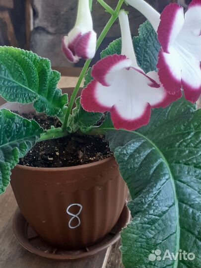 Стрептокарпусы