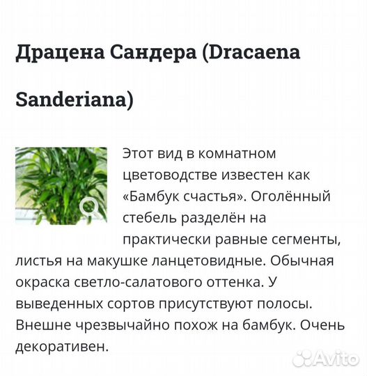 Пальма драцена. Dracaena Sanderiana. 70см