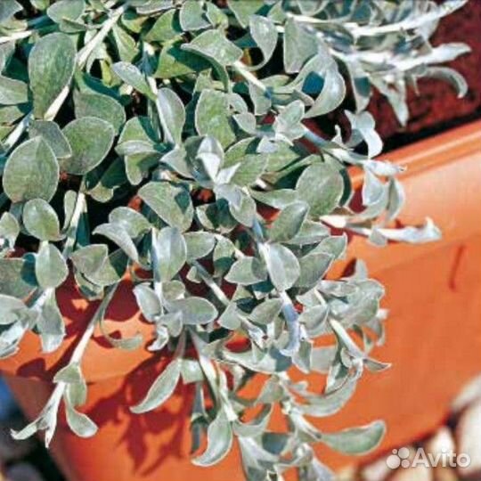 Гаура, лобелия,Фелиция