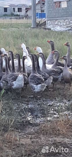 Крупные серые гуси