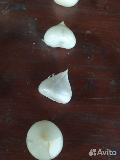 Лук-чеснок. Лук Суворова