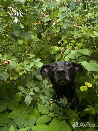 Дора ищет дом