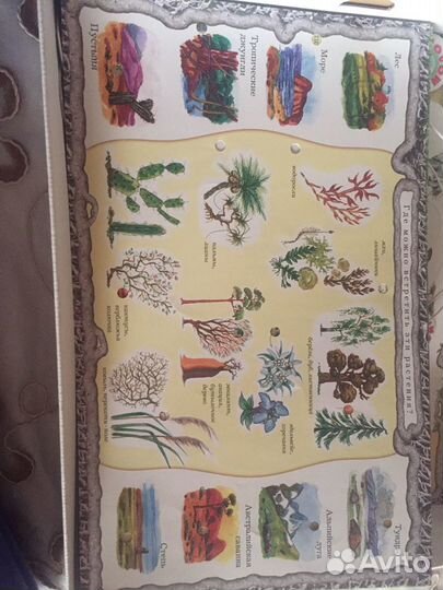 Электровикторина по окружающему миру и биологии