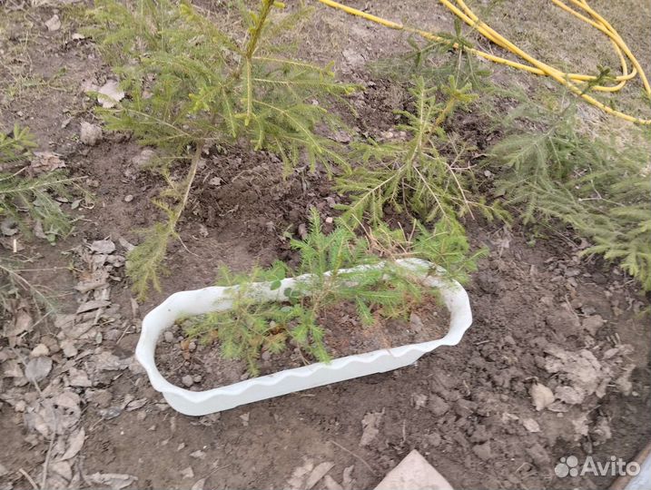 Саженцы хвойных растений для ландшафта