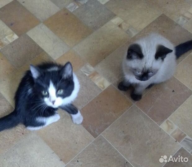 Два мальчика котенка 3-4м