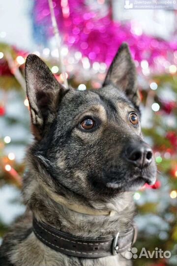 Собака в добрые руки