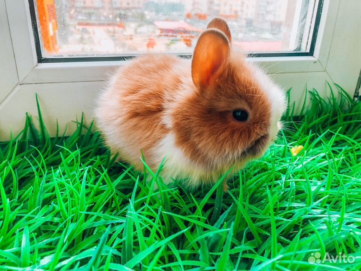 Карликовый кролик - львиноголовый рыжий